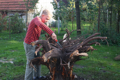 Wurzelskulptur