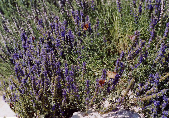 Pflanze des blauen Ysop