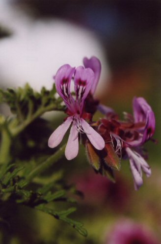 Blüte der Peach-Cream