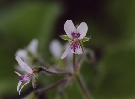 Blüte der Pfefferminzgeranie