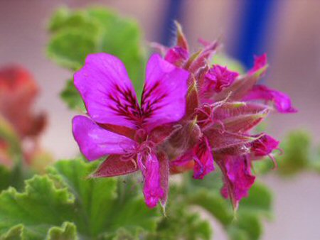 Blüte der Purple Unique