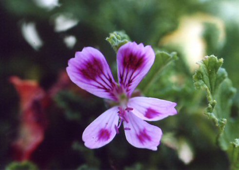 Blüte der P.Sue Ellen