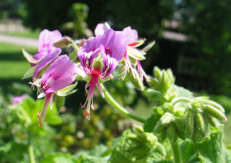 Blüte der Wildgeranie