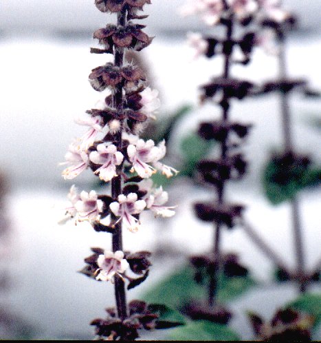 Basilikum Blüte