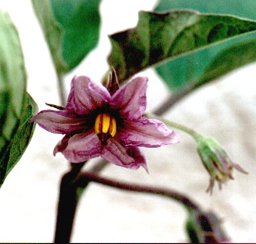 Blüte der Aubergine