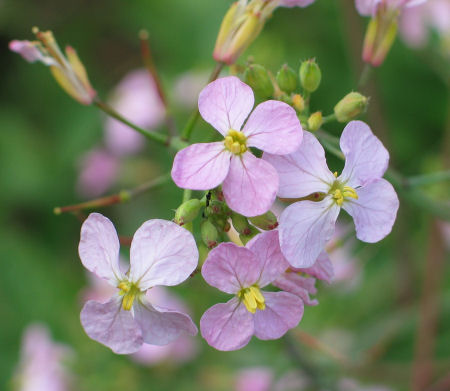 Radieschenblüte