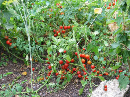 Tomaten