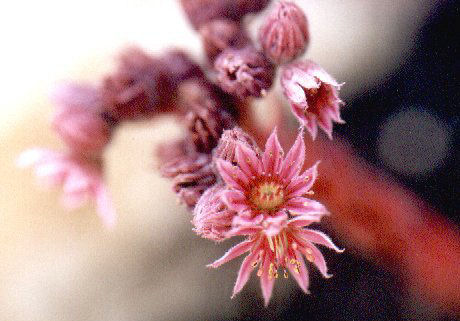 Blüte der Hauswurz