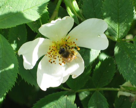 Blüte der Wildlinge