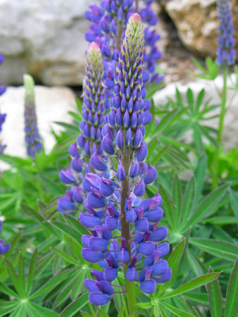 Blüte Lupine