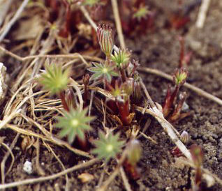 Neuaustrieb Lupine