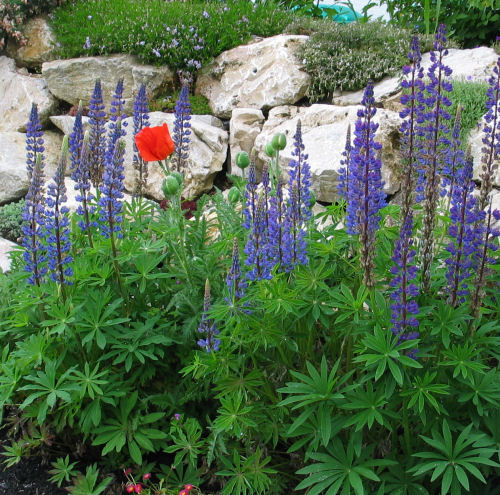 Pflanze Lupine