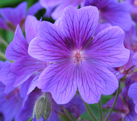 Storchschnabel Blüte