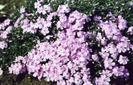 Polsterphlox rosa