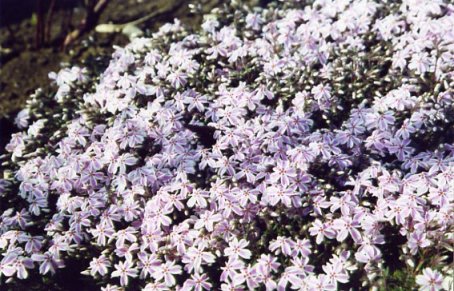 Polsterphlox rosa-weiß