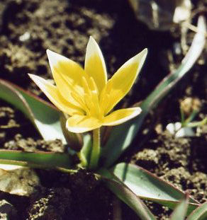 Wildtulpe gelb