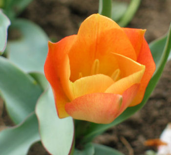 Wildtulpe orange