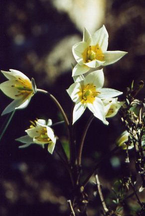 Wildtulpe weiß