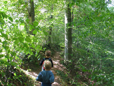 Waldweg zum Hohenwittlingen