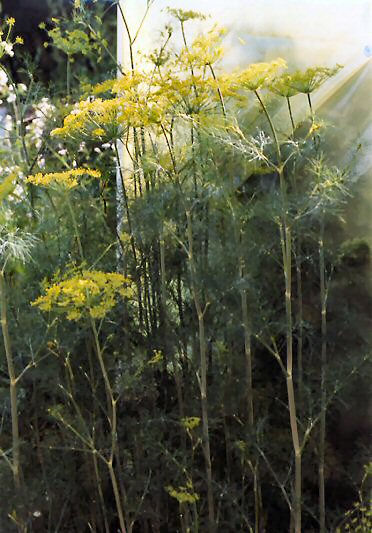 Dill