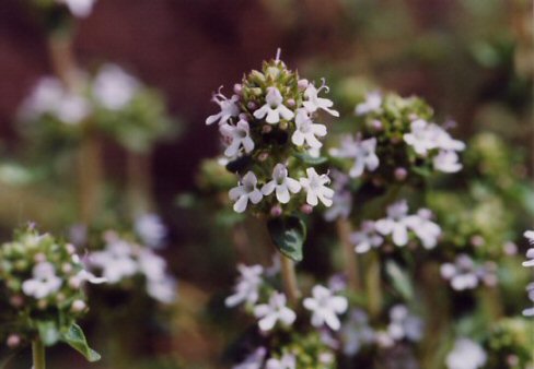 Blüte der griechischen Oregano