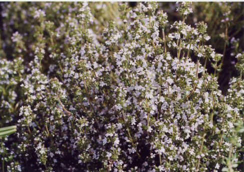 Griechischer Oregano